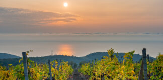 Crame de vinuri Varna