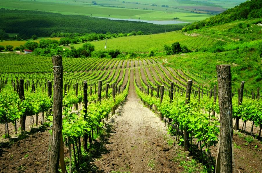 Harta Vinului Bun în nord-estul Bulgariei! Care sunt cele mai faine podgorii, crame, și wine-baruri aproape de România! - By Julia Harta Vinului Bun în nord-estul Bulgariei! Care sunt cele mai faine podgorii, crame, și wine-baruri aproape de România! - By Julia