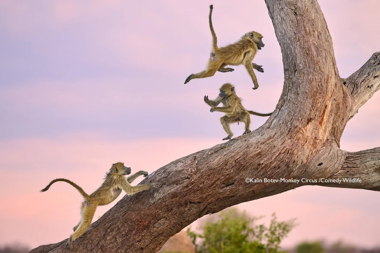 Când animalele fac stand-up: Finala Comedy Wildlife Photography Awards 2025 - By Julia