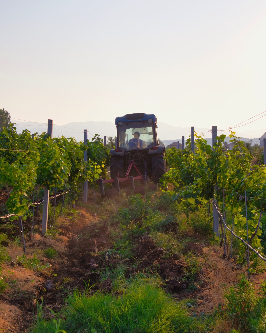 Zlaten Rozhen – vinuri, ospitalitate și aventură retro în Bulgaria, aproape de Grecia - By Julia Zlaten Rozhen – vinuri, ospitalitate și aventură retro în Bulgaria, aproape de Grecia - By Julia