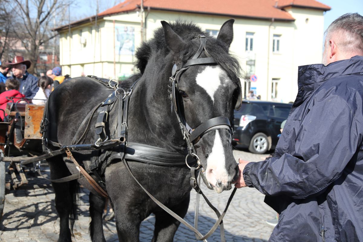 Da, da, la Paștele Cailor! La propriu. - By Julia Da, da, la Paștele Cailor! La propriu. - By Julia