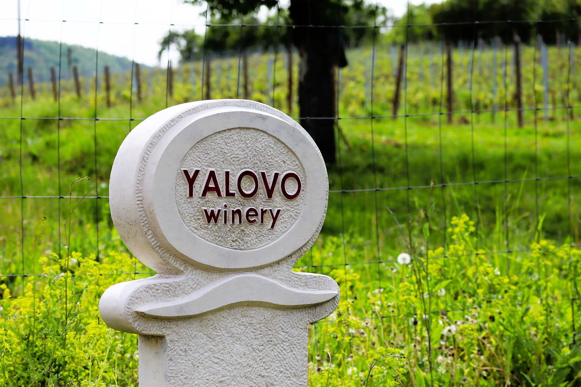Old School Wines: Crama Yalovo și noua viață a soiului local Rubin în inima Bulgariei, lângă Veliko Târnovo - By Julia Old School Wines: Crama Yalovo și noua viață a soiului local Rubin în inima Bulgariei, lângă Veliko Târnovo - By Julia