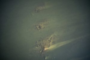 Seceta de pe Dunăre, scoate la iveală vestigiile Podului lui Constantin cel Mare - By Julia